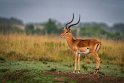038 Masai Mara, impala